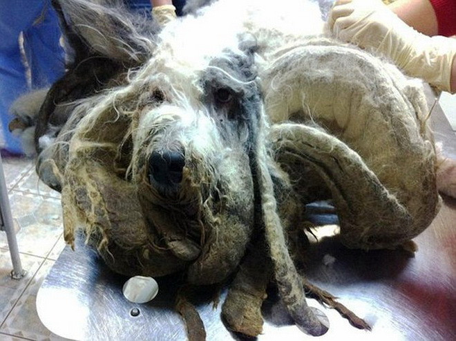 Chú chó đáng thương này là con vật cưng của ông Gore Zhdanov ở Novosibirsk. Tuy nhiên, sau khi ông Gore qua đời vào năm 2014, chú chó đã bị người thân trong gia đình ông bỏ quên. (Nguồn: Daily Mail)