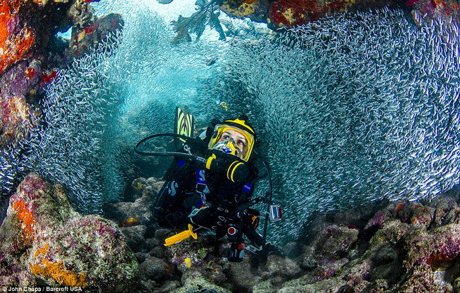 Đàn cá cơm tỏ ra rất thân thiện. (Nguồn: Barcroft USA)