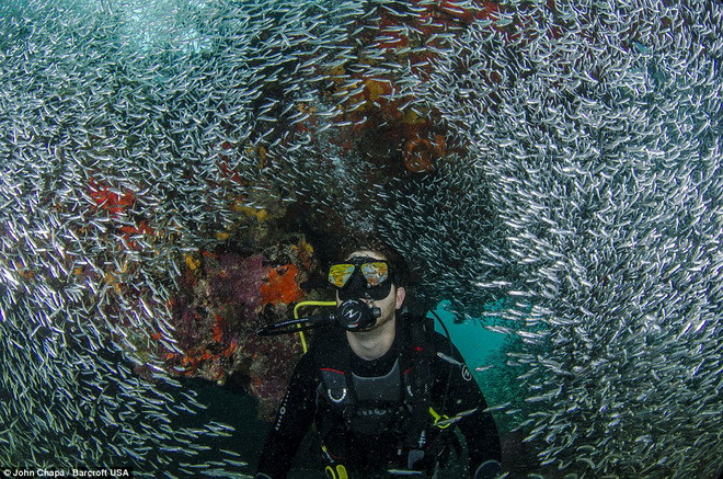 Đàn cá cơm tỏ ra rất thân thiện. (Nguồn: Barcroft USA)