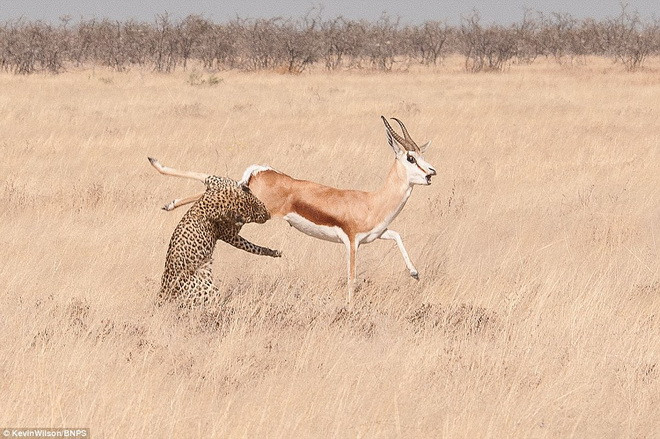 Con báo chỉ mất 20 giây để tóm gọn được chú linh dương. (Nguồn: Daily Mail)