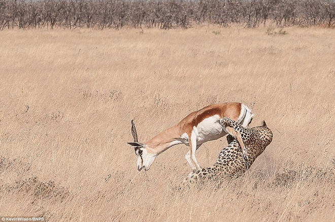 Chú linh dương gần như không có bất cứ hành động phản kháng nào. (Nguồn: Daily Mail)