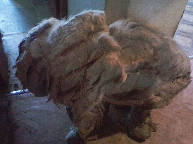 Lông của chú chó dài ra sau một năm không chăm sóc. Không những thế bộ lông còn bị cứng lại do chất thải bám vào. (Nguồn: Daily Mail)