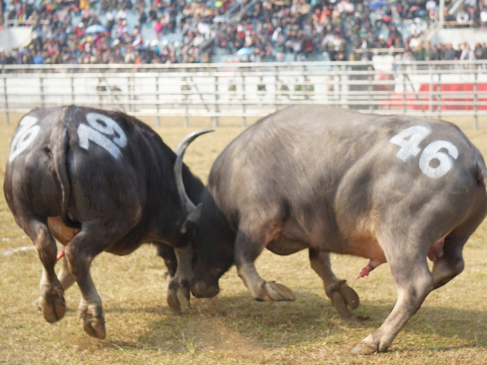 Những trận đấu tiếp theo, các 'ngưu thủ' có tầm vóc to lớn, sừng cánh cung, lưng tôm hùm, ức rộng liên tiếp thể hiện những đòn đánh hổ lao cực kỳ thần tốc. (Ảnh: PV/Vietnam+)