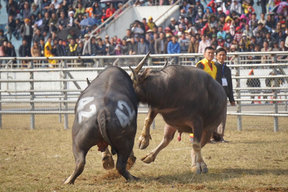 Những đòn thủ đánh đậm chất kỹ thuật của 'ngưu thủ' tại vòng đấu loại. (Ảnh: PV/Vietnam+)