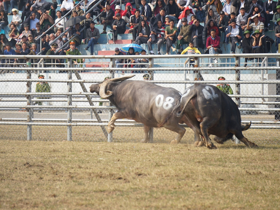 Cú húc cực mạnh từ phía sau của 'ngưu thủ' số 42 đã đánh bại trâu số 08. (Ảnh: PV/Vietnam+)