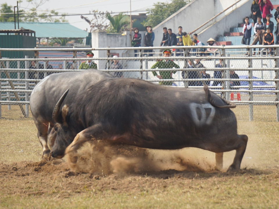 Ngay từ vòng đấu loại, các 'ông trâu' đã mang tới cho khán giả những đòn thủ gay cấn. (Ảnh: PV/Vietnam+) 