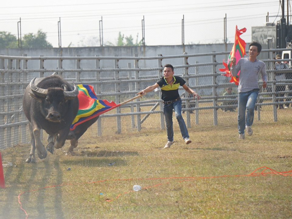 Một 'ông trâu' bỏ chạy sau cú hổ lao của đối thủ. (Ảnh: PV/Vietnam+)