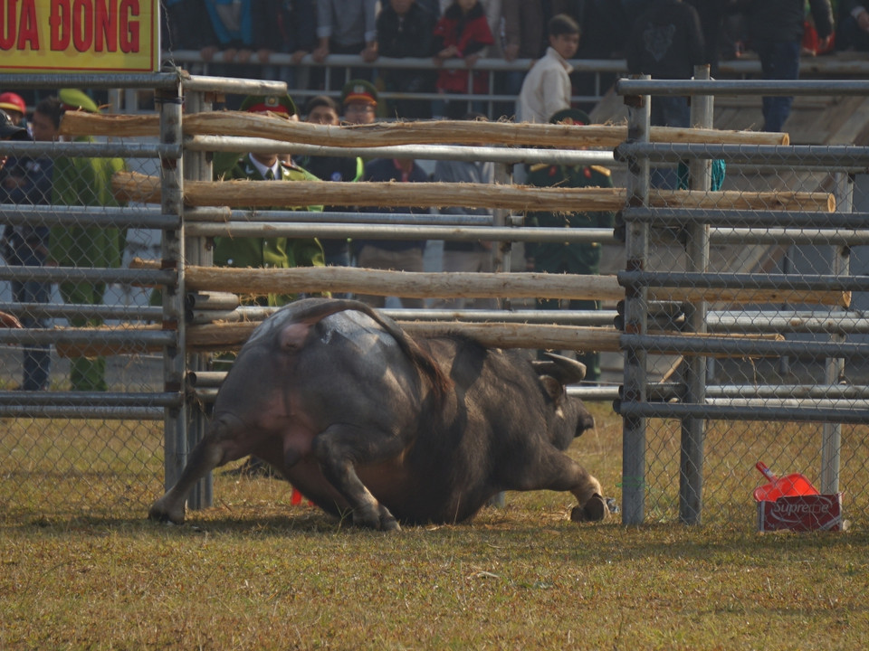 'Ngưu thủ' số 16 đã phải chui qua cổng phụ, bỏ chạy, nhường phần thắng cho trâu số 03 sau gần 3 phút chạm trán. (Ảnh: PV/Vietnam+)