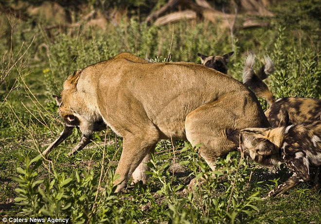 Con sư tử bị nhiều vết thương nặng. (Nguồn: Caters News Agency)