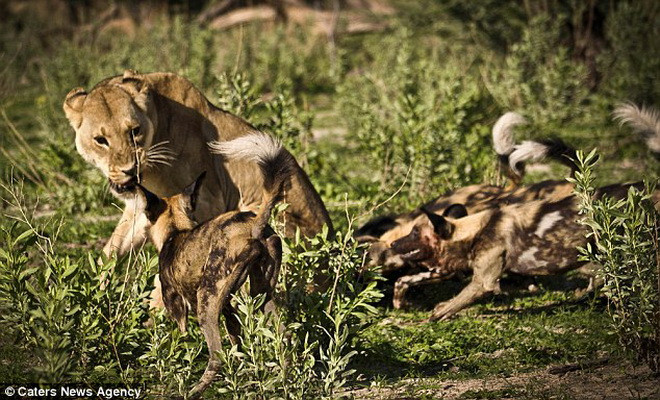 Đàn chó hoang hung dữ quyết không buông tha cho con sư tử. (Nguồn: Caters News Agency)