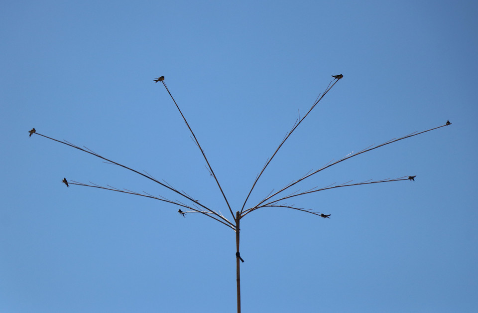 Ngọn của cây bẫy là vô số que nhỏ phủ nhựa dính và có thể dính từ 7-10 con chim én. (Ảnh: Xuân Tiến/TTXVN)