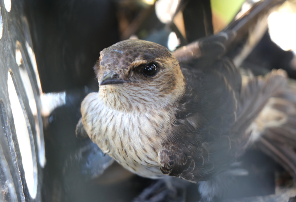  Giá chim én chưa vặt lông từ 4.000-4.500 đồng/con. (Ảnh: Xuân Tiến/TTXVN)