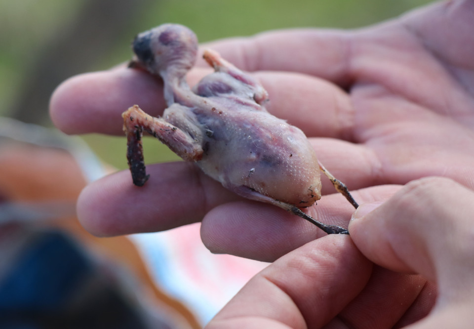 Chim én vặt lông tại chỗ có giá từ 5.000 - 6.000 đồng/con. (Ảnh: Xuân Tiến/TTXVN)