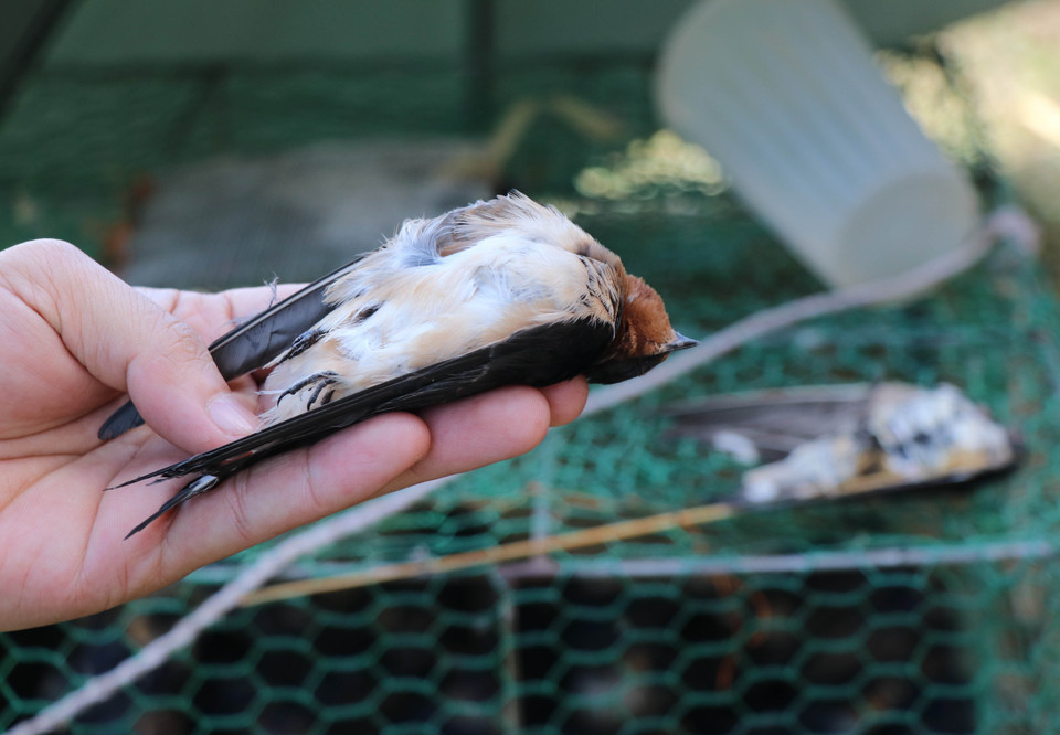 Chim én mồi là những con chim én thật, đã chết và được phơi khô để sử dụng được nhiều ngày. (Ảnh: Xuân Tiến/TTXVN)