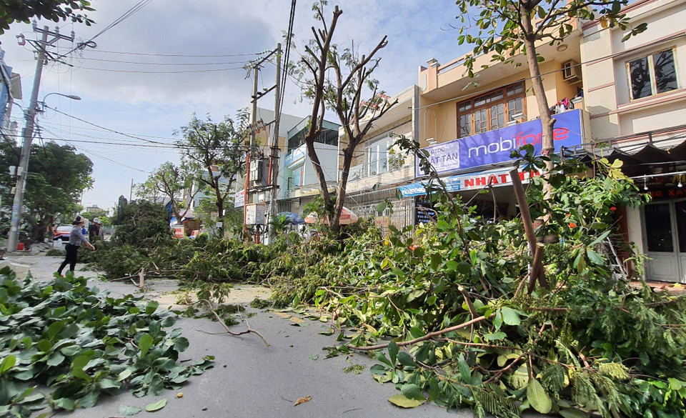 Thành phố Đà Nẵng khẩn trương cắt tỉa cây xanh để phòng chống bão. (Ảnh: Văn Dũng/TTXVN)