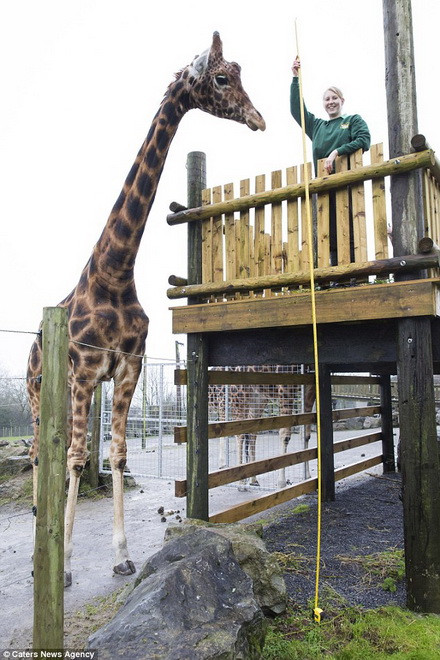 Zulu được coi là con hươu cao cổ cao nhất thế giới trong điều kiện nuôi nhốt. (Nguồn: Caters News Agency)