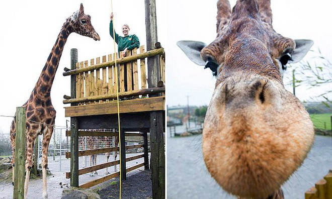 Zulu có chiều cao lên tới 5,79m. (Nguồn: Caters News Agency)