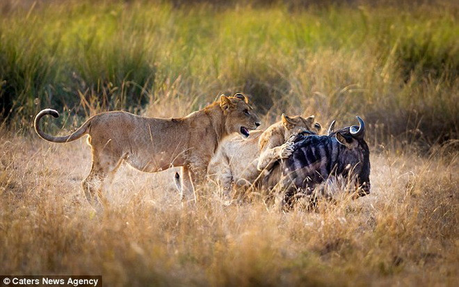 Con linh dương đầu bò tìm mọi cách để thoát thân nhưng không thành công. (Nguồn: Caters News Agency)
