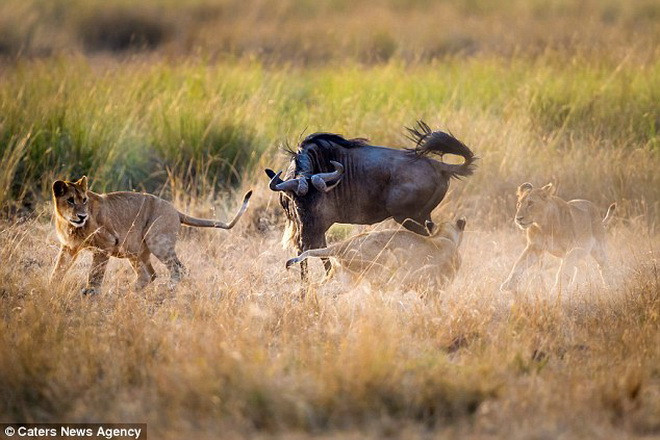 Theo Dumbleton, con sư tử mẹ đang cố dạy con mình cách săn mồi. (Nguồn: Caters News Agency)