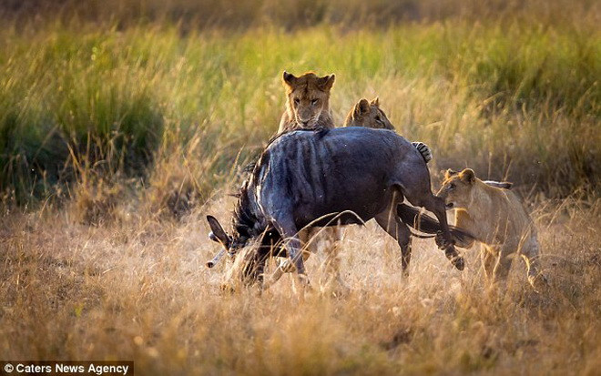 Đàn sư tử đã quây con mồi trước khi lao vào tấn công. (Nguồn: Caters News Agency)