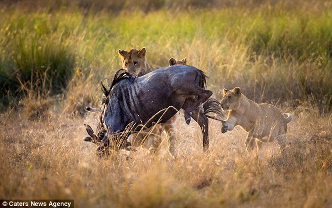 Nạn nhân của đàn sư tử là chú linh dương đầu bò. (Nguồn: Caters News Agency)