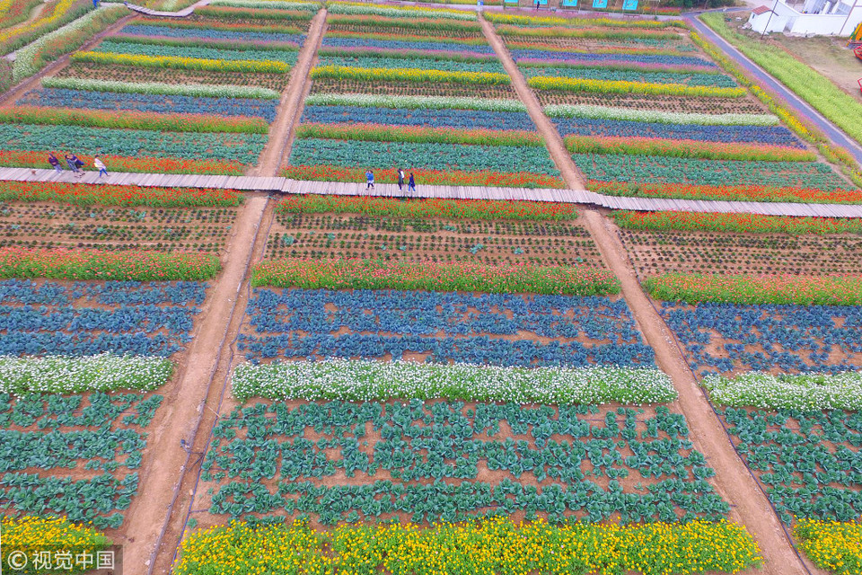 Có những người còn dắt theo cả thú cưng đi dạo. (Nguồn: ChinaGlobalTVNetwork)