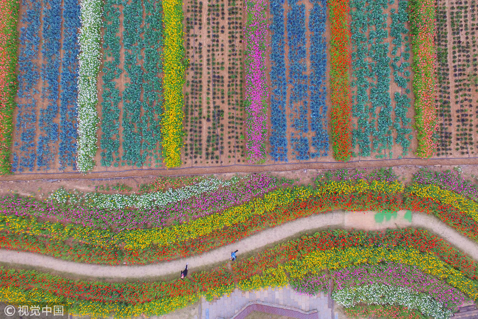 Hàng vạn cây cúc đang nở hoa đã biết khu làng thuộc Nam Kinh, Giang Tô, Đông Trung Quốc trở thành một thắng cảnh tuyệt đẹp. (Nguồn: ChinaGlobalTVNetwork)