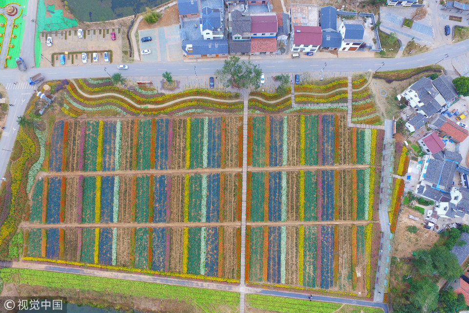 Những luống hoa uốn lượn bên cạnh càng tô điểm cho 'tấm thảm' thêm bắt mắt. (Nguồn: ChinaGlobalTVNetwork)