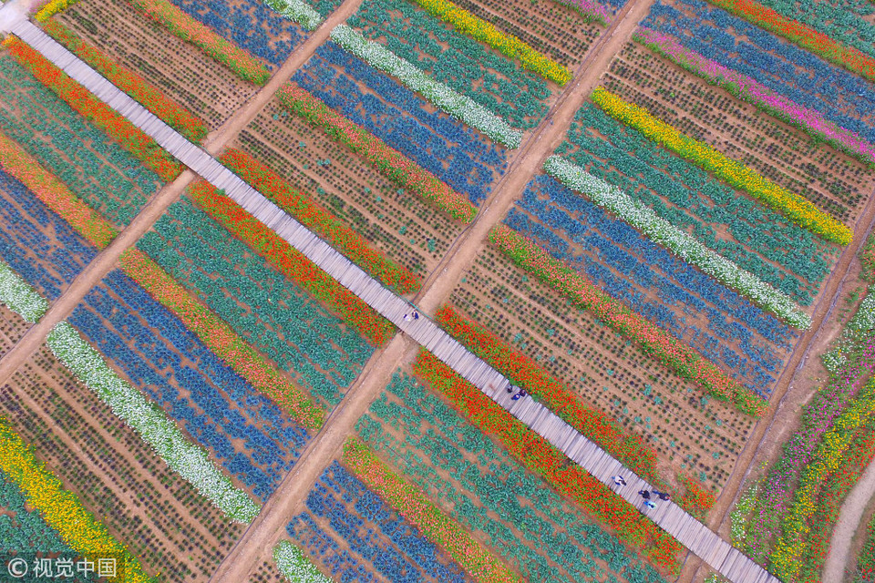 Từ trên cao nhìn xuống, những dải màu sắc rực rỡ biến vườn hoa trở thành một 'tấm thảm len' tinh tế. (Nguồn: ChinaGlobalTVNetwork)