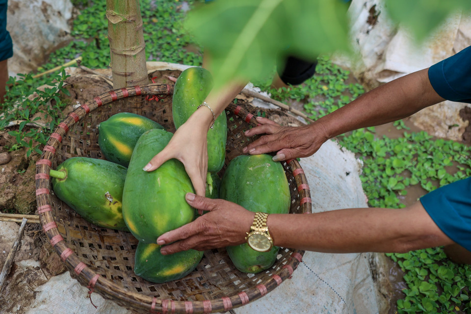 Trước đó, Ban chỉ huy quân sự huyện Đan Phượng đã phối hợp với ban dân vận, mặt trận tổ quốc, các đoàn thể tặng 140 suất quà cho các hộ gia đình khó khăn, các công nhân bị kẹt lại trên địa bàn. (Ảnh: Minh Sơn/Vietnam+)