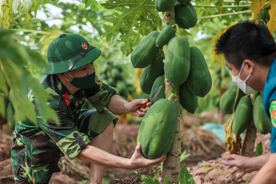Trong thời gian sắp tới, Ban chỉ huy quân sự huyện cùng chính quyền huyện Đan Phượng sẽ tổ chức các nhóm đi hỗ trợ vận chuyên, thu mua nông sản giúp bà con nông dân gặp khó khăn trên địa bàn. (Ảnh: Minh Sơn/Vietnam+)
