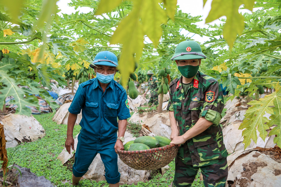 Cô Đàm Thị Lý (thôn Cổ Thượng, xã Phương Đình) cho biết cô rất phấn khởi khi biết tin chính quyền địa phương đã phối hợp cùng quân đội về tận nơi thu mua vườn đu đủ của mình. Vườn đu đủ nhà cô Lý năm nay đạt sản lượng 4-5 tấn, hầu hết đã vào giữa mùa thu hoạch nhưng không mang đi bán được vì giãn cách xã hội. (Ảnh: Minh Sơn/Vietnam+)