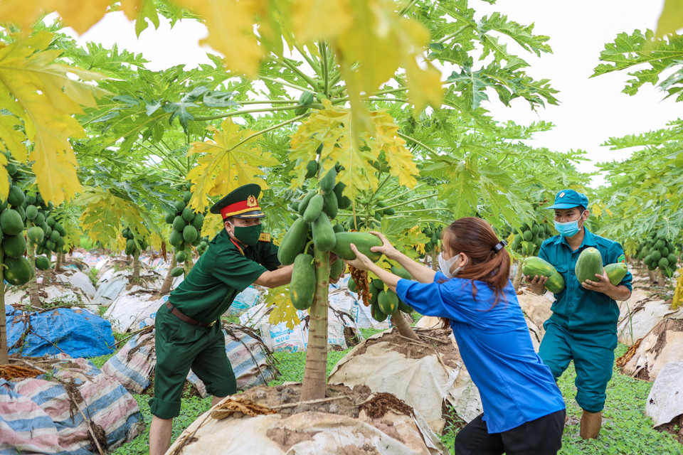 Trước tình hình đó, thực hiện sự chỉ đạo của Bộ Tư lệnh Thủ đô Hà Nội và Huyện uỷ, Ủy ban Nhân dân huyện Đan Phượng, Ban chỉ huy quân sự huyện đã phối hợp cùng Hội nông dân, Xưởng X260 tiến hành hỗ trợ cho nông dân huyện nhà thu hái, vận chuyển, tiêu thụ các sản phẩm nông nghiệp. (Ảnh: Minh Sơn/Vietnam+)