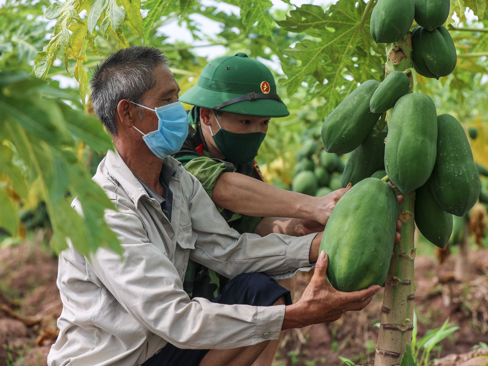 Ông Cát bày tỏ cảm xúc rất vui khi chính quyền cùng quân đội giúp đỡ bà con thu mua, vận chuyển nông sản. (Ảnh: Minh Sơn/Vietnam+)