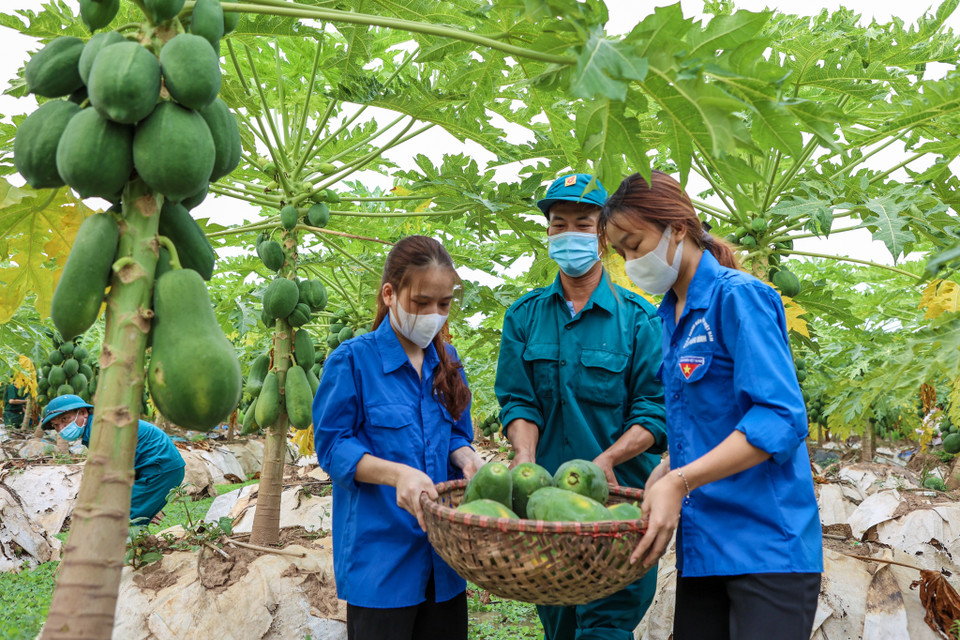 Trong đợt này, Ban chỉ huy quân sự huyện và Xưởng X260 đã hỗ trợ thu mua 500kg đu đủ và 200kg rau màu từ một số hộ dân gặp khó khăn trong việc tiêu thụ nông sản. (Ảnh: Minh Sơn/Vietnam+)