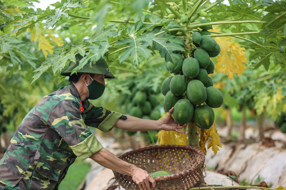 Bên cạnh đó, hoạt động ý nghĩa này còn góp phần phát huy vai trò hậu phương quân đội, kế thừa truyền thống cách mạng, thể hiện tinh thần chiến sĩ cách mạng của nhân dân, do nhân dân, vì nhân dân. (Ảnh: Minh Sơn/Vietnam+)