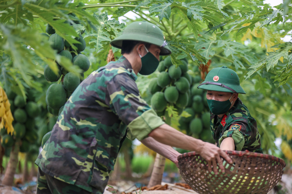 Đây là việc làm kịp thời, ý nghĩa của lực lượng cán bộ, chiến sỹ lực lượng vũ trang huyện Đan Phượng, từ đó lan tỏa "tình quân dân thắm thiết" làm sáng lên hình ảnh bộ đội Cụ Hồ. (Ảnh: Minh Sơn/Vietnam+)