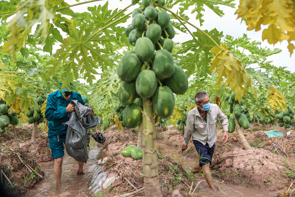 Ông Bùi Văn Cát, nông dân thôn Đoài Khê, xã Đan Phượng cũng cho biết, vườn đu đủ nhà ông đã vào giữa vụ thu hoạch nhưng không mang đi tiêu thụ được. (Ảnh: Minh Sơn/Vietnam+)