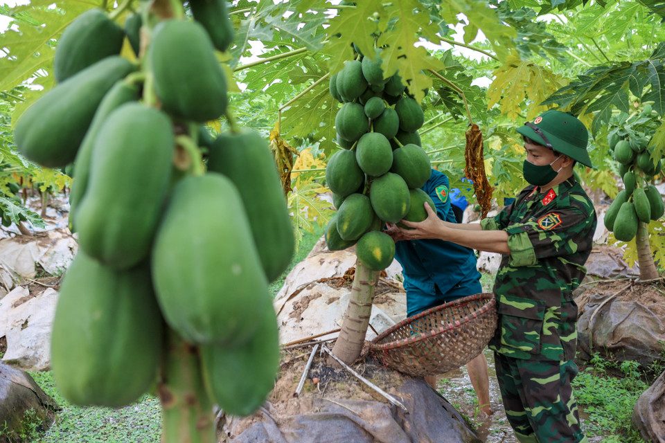 Hiện nay trên địa bàn huyện, nhiều loại nông sản và hoa màu đã vào mùa thu hoạch nhưng người nông dân không thể thu hoạch và tiêu thụ vì chấp hành Chỉ thị 16. (Ảnh: Minh Sơn/Vietnam+)