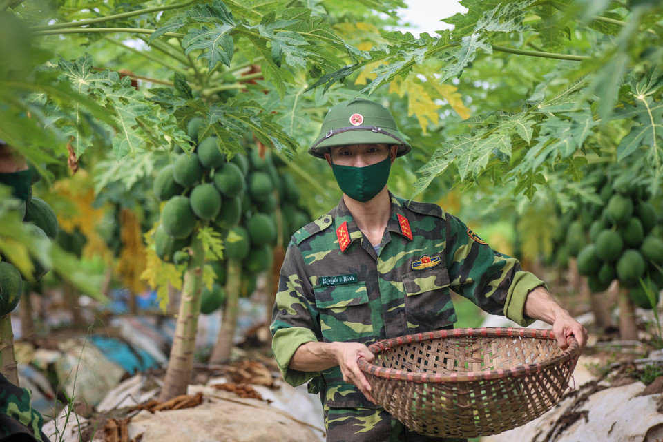 Sáng 24/8, Ban chỉ huy quân sự huyện Đan Phượng (Hà Nội) cùng với Xưởng X260 (thuộc Cục Quân Khí, Bộ Quốc Phòng) và lực lượng dân quân xã Phương Đình, Đan Phượng (huyện Đan Phượng) đã hỗ trợ người dân thu hoạch nông sản. (Ảnh: Minh Sơn/Vietnam+)