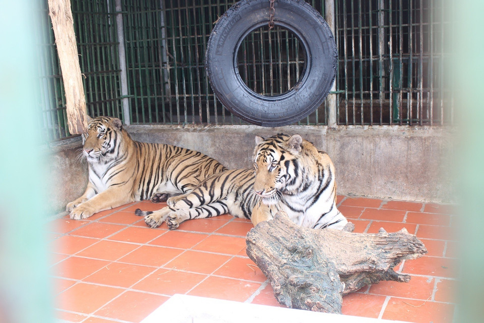 Không chỉ tê tê mà nhiều cá thể hổ cũng chưa được tái thể về tự nhiên vì là tang vật của vụ án chưa được cơ quan chức năng xử lý. (Ảnh: Hùng Võ/Vietnam+)