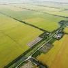 Sản xuất lúa tại An Giang. (Ảnh: Vũ Sinh/TTXVN)