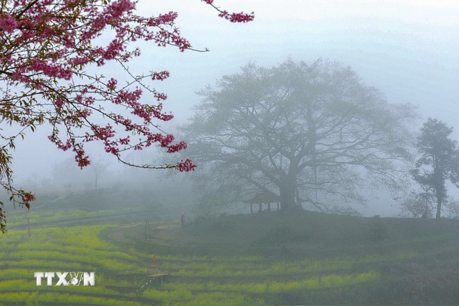 Phú Thọ: Xao xuyến trước vẻ đẹp mùa xuân trên xóm Mừng ttxvn-mung-3-resize.jpg