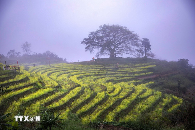 Phú Thọ: Xao xuyến trước vẻ đẹp mùa xuân trên xóm Mừng ttxvn-mung-4-resize.jpg