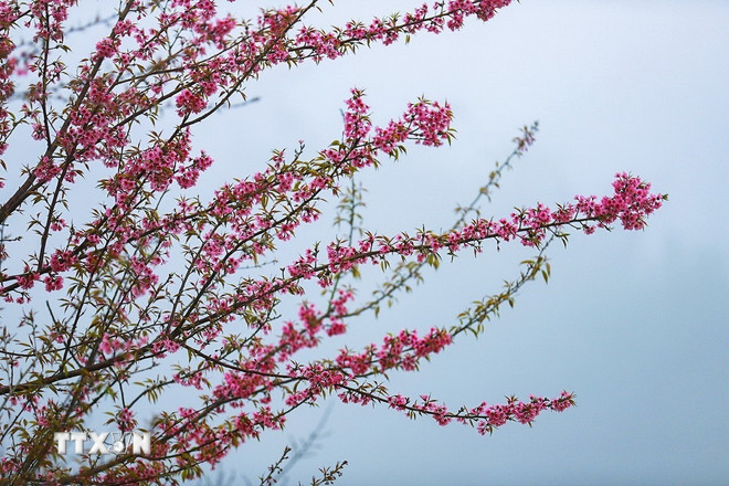 Phú Thọ: Xao xuyến trước vẻ đẹp mùa xuân trên xóm Mừng ttxvn-mung-5-resize.jpg