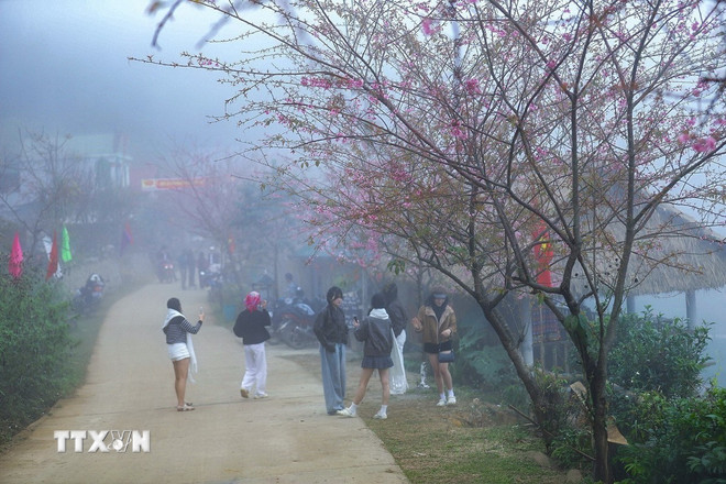 Phú Thọ: Xao xuyến trước vẻ đẹp mùa xuân trên xóm Mừng ttxvn-mung-6-resize.jpg