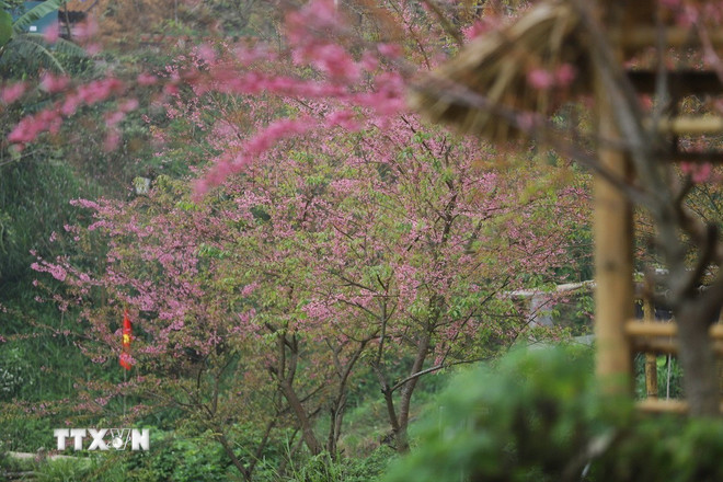 Phú Thọ: Xao xuyến trước vẻ đẹp mùa xuân trên xóm Mừng ttxvn-mung-1-resize.jpg