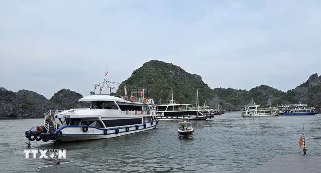 Tàu chờ đón khách tham quan Vịnh Lan Hạ tại Bến tàu khách du lịch Cái Bèo. (Ảnh: Minh Thu/TTXVN) ttxvn-vinh-lan-ha.jpg