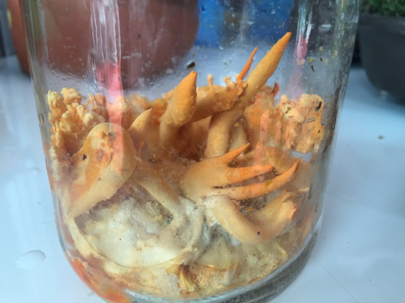 Đông trùng hạ thảo là loại thảo dược quý hiếm có giá hàng chục triệu đồng một kilôgam