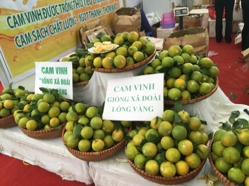 Đặc sản cam Vinh lòng vàng (Nghệ An)